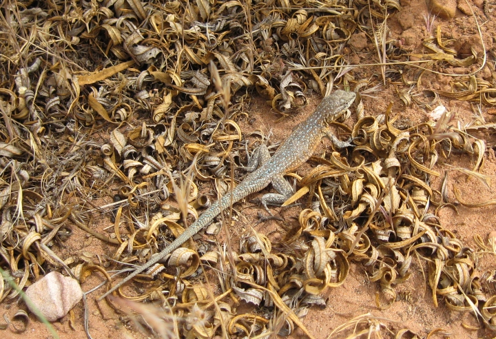 Side-blotched Lizard
